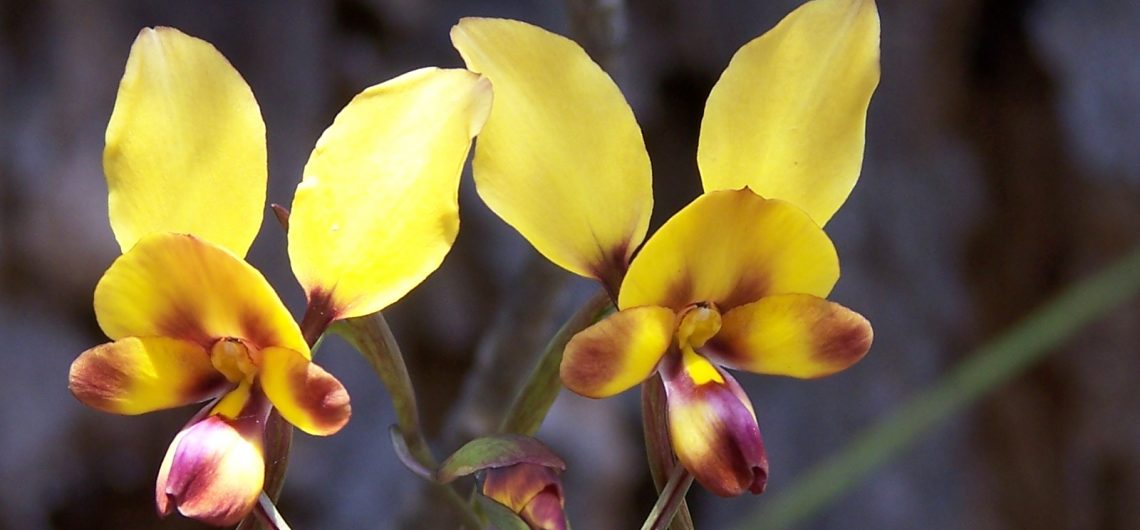 donkey orchid, wildflowers, wildflowers of western australia, west australian wildflowers