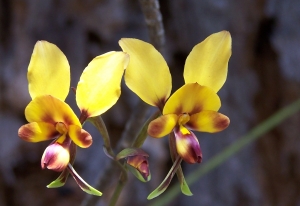 donkey orchid, wildflowers, wildflowers of western australia, west australian wildflowers