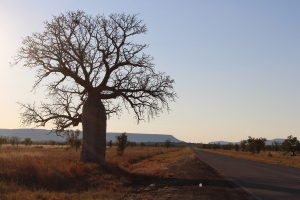 boab, kimberley, kimberley art tours, art tours of the kimberley, art tours australia, australian art tours, kimberley boab, kununurra. art tour kimberley, greg allen