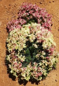 wreath flower, trips to see the wreath flower, wildflower tours WA