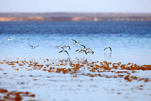Cairns to Adelaide via the Birdsville Track